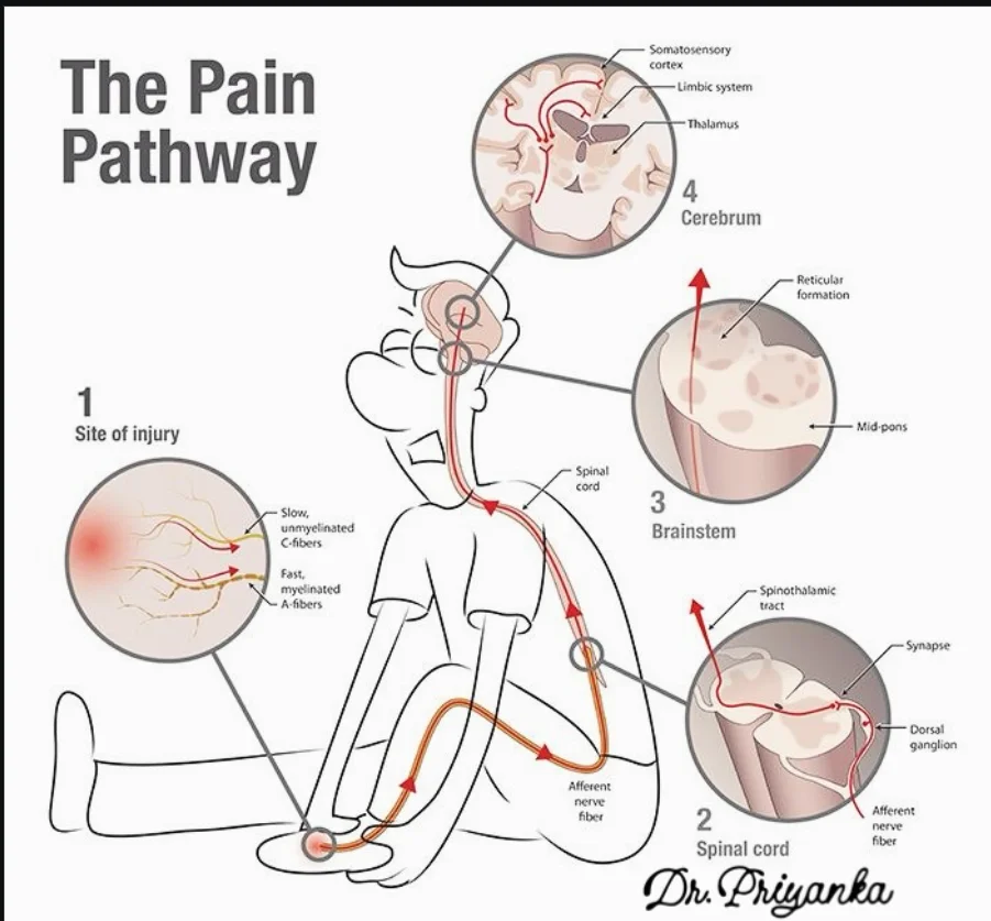 Why Your Body Sometimes 'Steers You Back': A Modern View of Pain